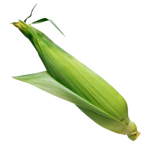 Corn PNG image-5290